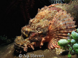 Scorpion fish by Ng Steven 